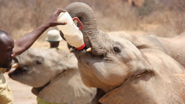 Quênia - Orfanato de Elefantes / Foto: Richard Probst