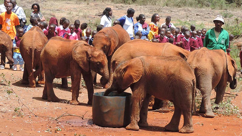 Orfanato de elefantes no Quênia